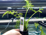 Water Sprite - Potted Plant - Aqua Huna