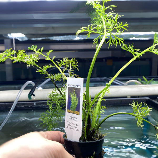 aquarium pot plants Water Sprite - Potted Plant