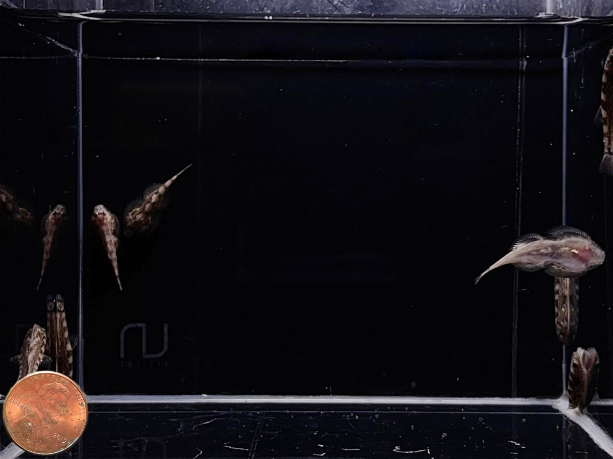 White Panda Borneo Loach - Aqua Huna