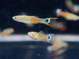 White Peacock Endler Pair - Aqua Huna