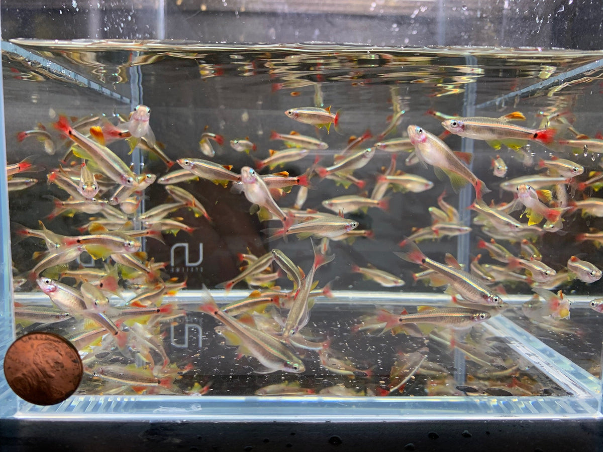 Yellow Fin White Cloud (Size L) - Colorful Freshwater Fish
