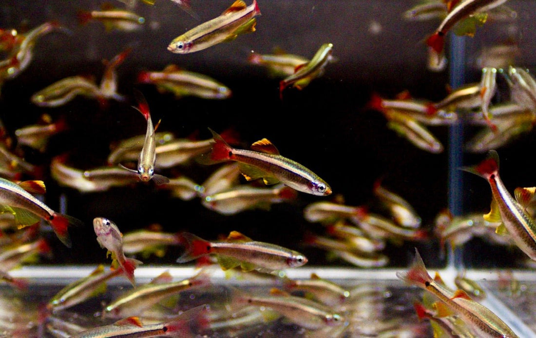 Yellow Fin White Cloud (Size L) - Colorful Freshwater Fish