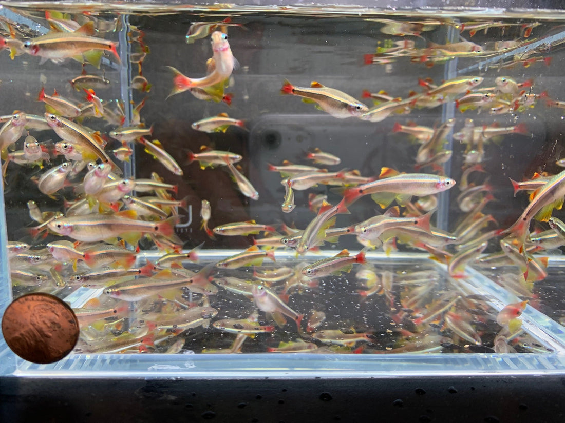 Yellow Fin White Cloud (Size L) - Colorful Freshwater Fish
