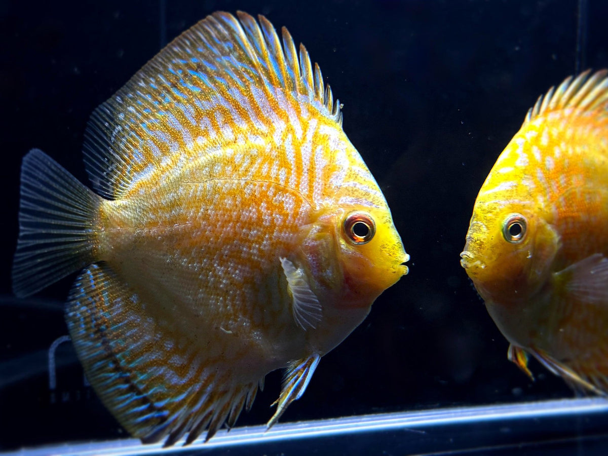 Yellow Pigeon Blood Discus - Aqua Huna