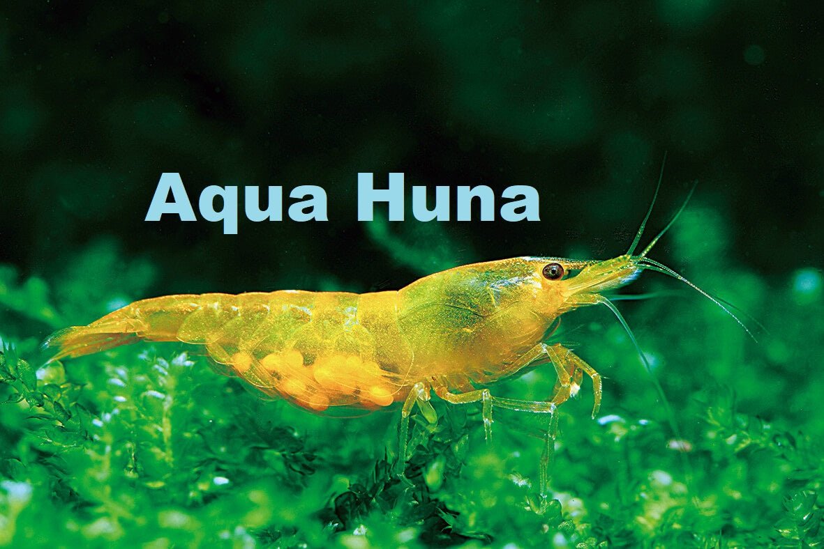 https://aquahuna.com/cdn/shop/files/yellow-rice-shrimp-295028.jpg?v=1752276468