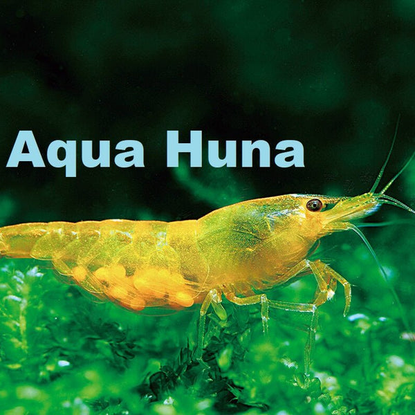 https://aquahuna.com/cdn/shop/files/yellow-rice-shrimp-295028_600x600_crop_center.jpg?v=1752276468