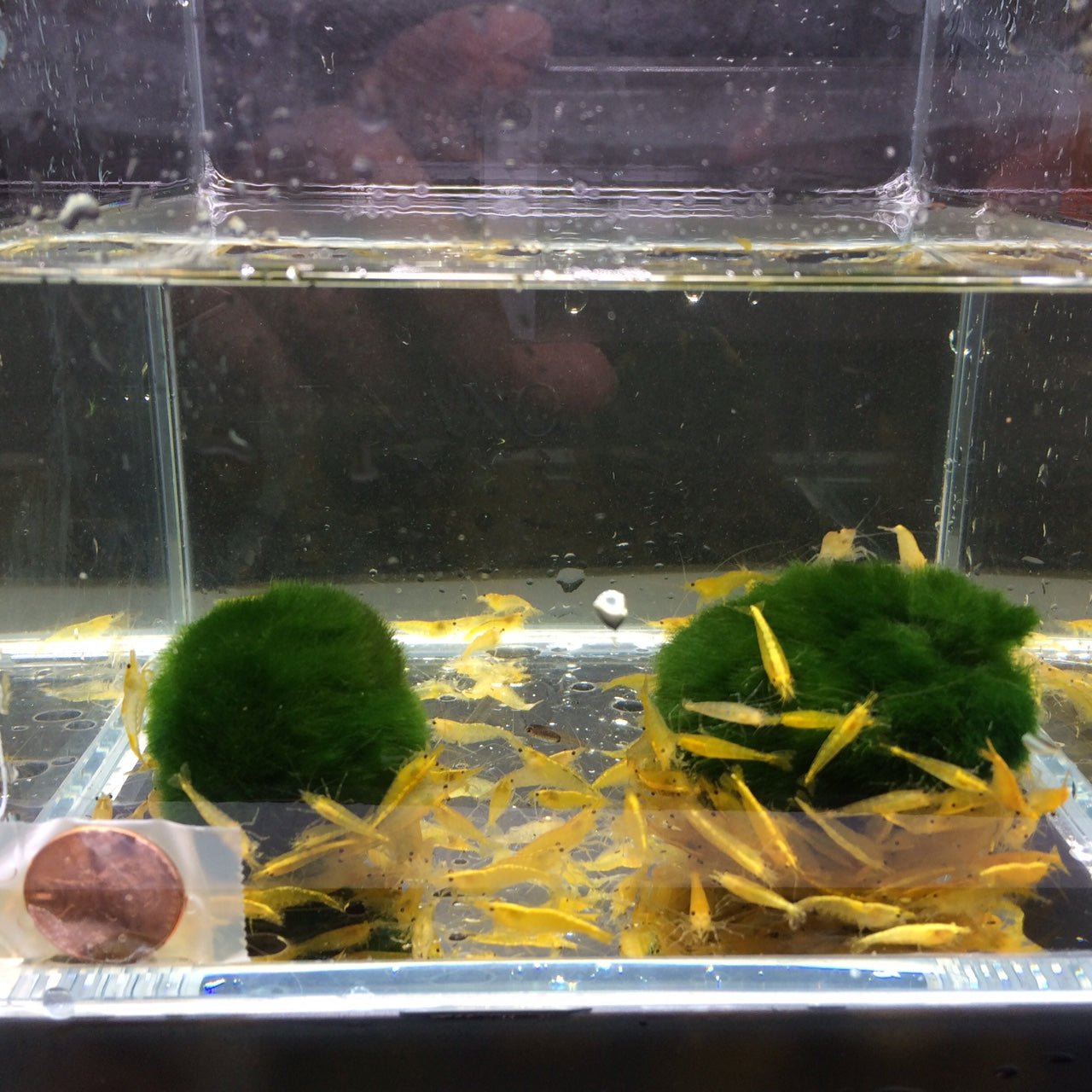 Yellow Rice Shrimp - Aqua Huna