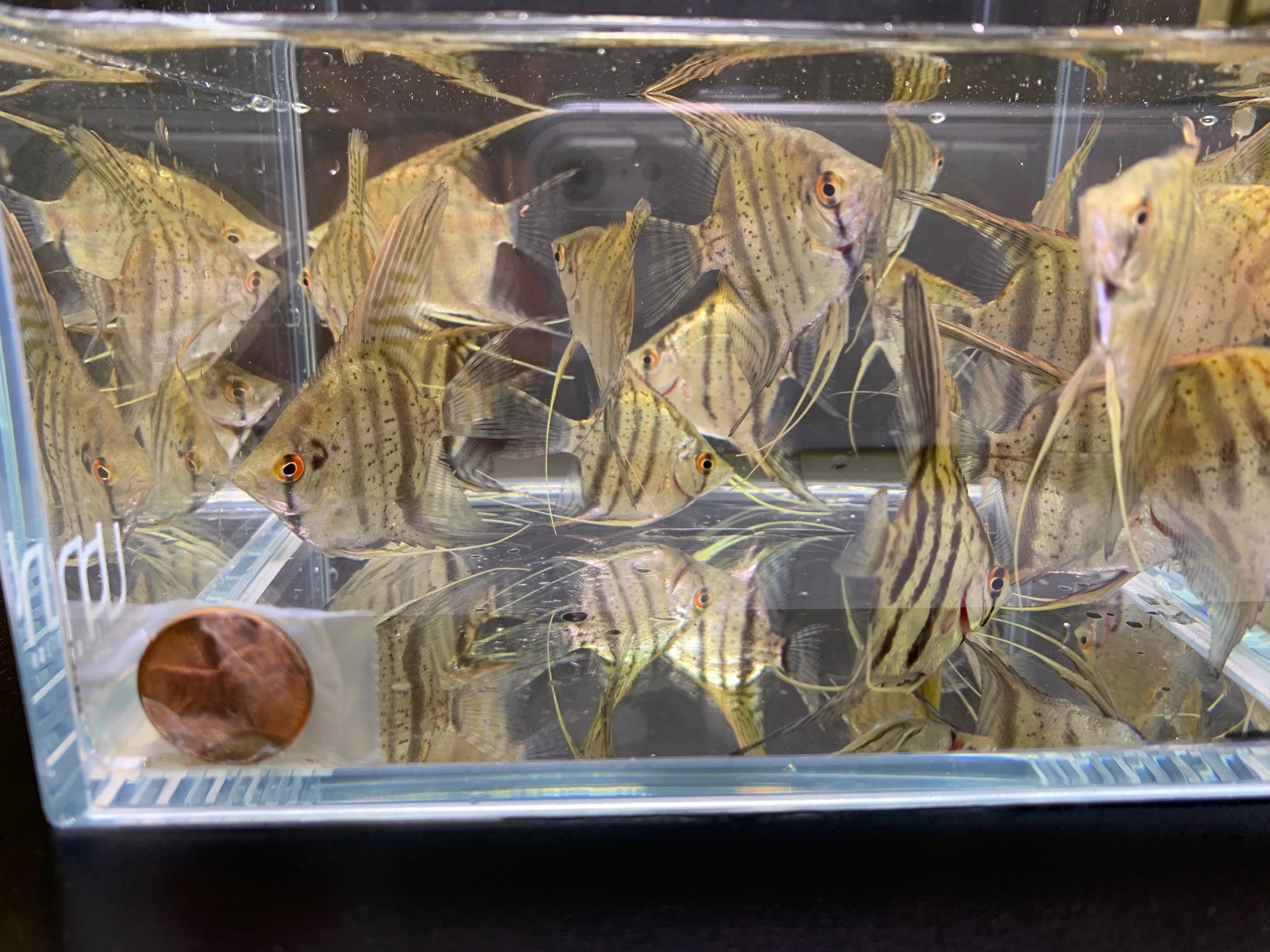 Zebra Angelfish - Aqua Huna