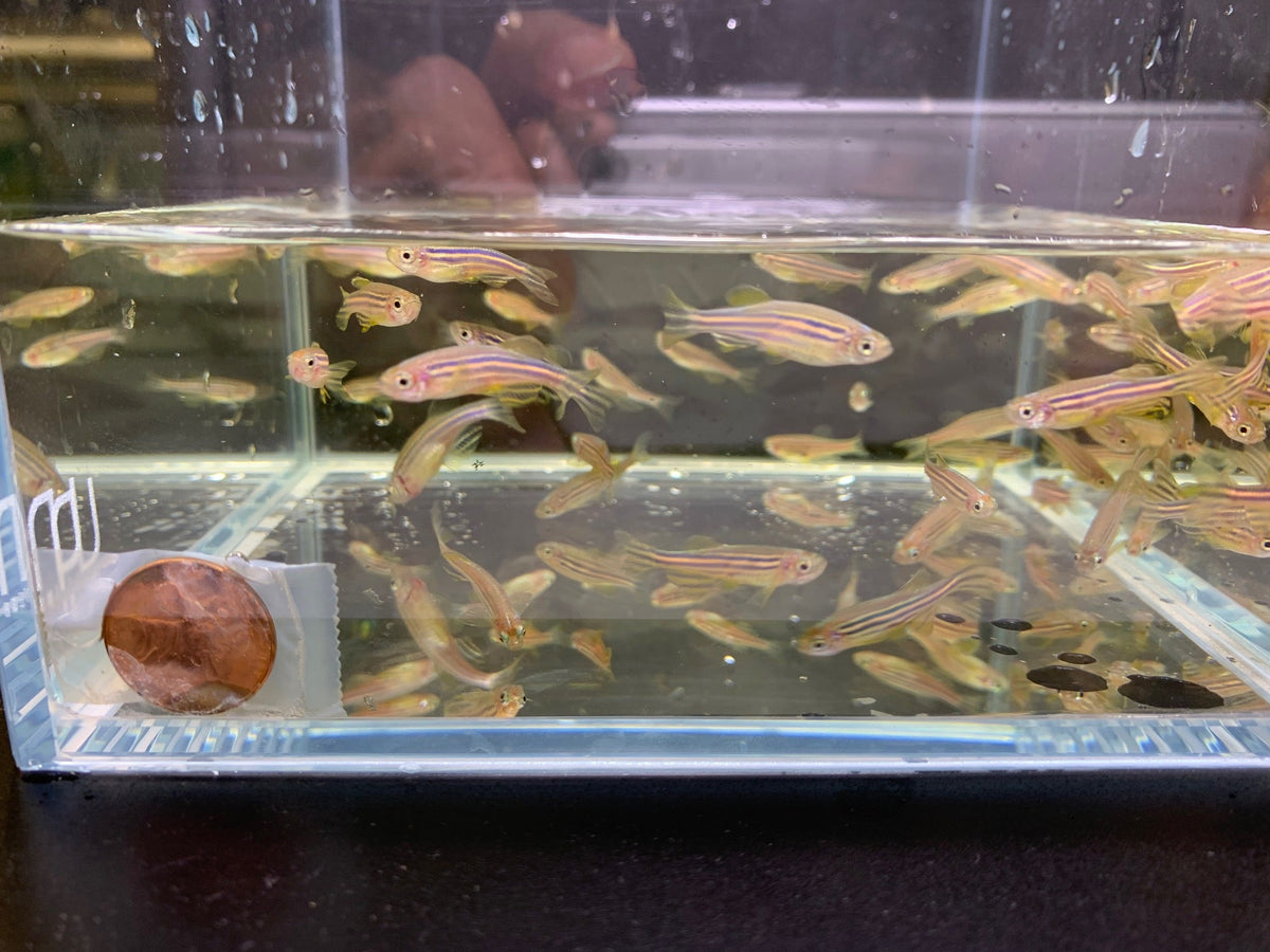 Zebra Danio - Lively Aquarium Fish