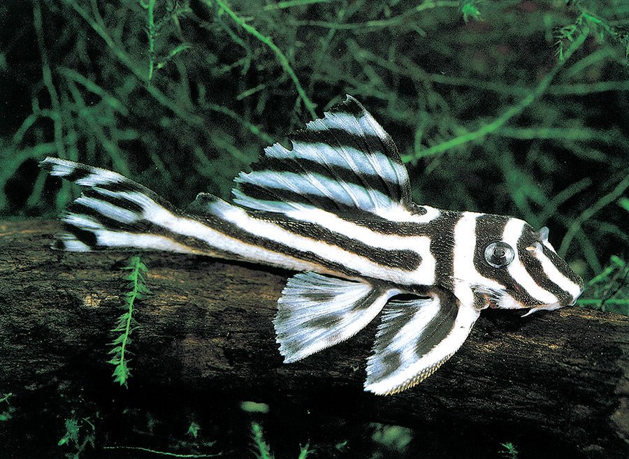 Zebra Pleco 1.0"-1.5" - Aqua Huna