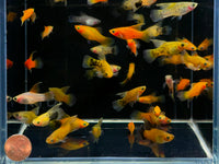 Assorted Hifin Platy