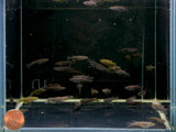 Black/Midnight Medaka Ricefish