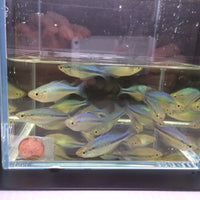Turquoise Blue Rainbow Fish Size S