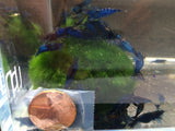 Blue Rili Shrimp