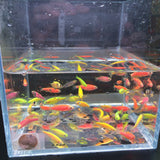 GloFish, Assorted Danio