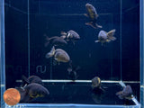 Black Ranchu Goldfish - 2"