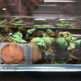 Japanese Trapdoor Snail