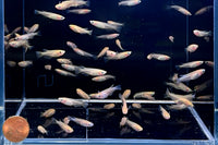 Medaka Youkihi Ricefish