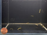Pinto Galaxy Fishbone Black Shrimp (Grade A)
