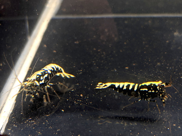 Pinto Galaxy Fishbone Black Shrimp (Grade A)