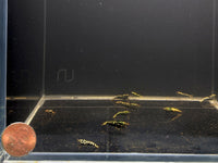 Pinto Galaxy Zebra Black Shrimp (Grade A)