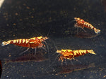 Pinto Galaxy Zebra Red Shrimp (Grade A)
