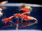 Pinto Red Spotted Shrimp