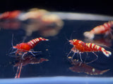 Pinto Red Spotted Shrimp