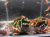 Red Crystal Shrimp (Grade S)