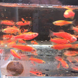 GloFish Red Danio