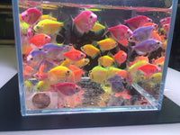 Assorted GloFish Tetra