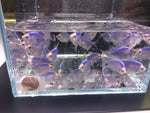 GloFish Blue Tetra