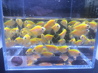 GloFish Orange Tetra