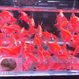 GloFish Red Tetra