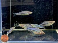 Turquoise Rainbow Fish Size ML