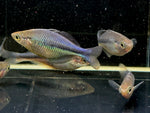 Turquoise Rainbow Fish Size ML